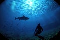 silhouette of scuba diver observing barracuda school from distance Royalty Free Stock Photo