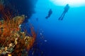 Silhouette of SCUBA Divers on a deep wall with a whip coral