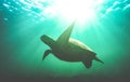 Silhouette of sea turtle swimming underwater in Galapagos national park - Animal nature conservation concept on excursion at Royalty Free Stock Photo