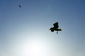 In silhouette seagull in flight against blue sky Royalty Free Stock Photo