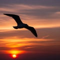 A silhouette of a seagull in flight is set against a dramatic sunset Royalty Free Stock Photo