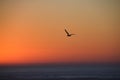 Silhouette of seagull in flight at sunset Royalty Free Stock Photo