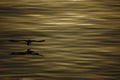 Silhouette seagull flying over the sea with shadow reflection at golden sunset. beautiful bird action in nature life with copy Royalty Free Stock Photo