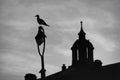 Silhouette of seagull in front of the clock tower Royalty Free Stock Photo