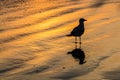 Silhouette of Seagull in Golden Light