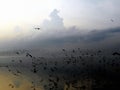 Silhouette of seagull with gray cloud and golden sea at sunrise Royalty Free Stock Photo