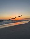 Silhouette seagull inflight at sunset over the Gulf of Mexico Emerald Coast Florida Royalty Free Stock Photo