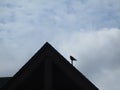 Silhouette of seagull lingering on a roof, Canada, 2018