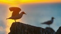 The silhouette of a seagull on the stone. Red sunset sky background. Dramatic Sunset Sky. The Black-headed Gull Scientific name: