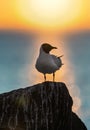 The silhouette of a seagull on the stone. Red sunset sky background. Dramatic Sunset Sky. The Black-headed Gull Scientific name: