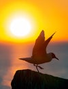 The silhouette of a seagull on the stone. Red sunset sky background. Dramatic Sunset Sky. The Black-headed Gull Scientific name: