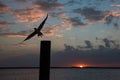 Silhouette of a seagull during sunset, Everglades National Park, Florida Royalty Free Stock Photo