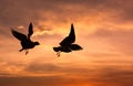 Silhouette seagulls flying over sea Royalty Free Stock Photo