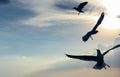 Silhouette seagulls flying over sea