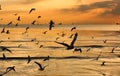 Silhouette seagulls flying over sea