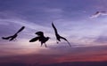 Silhouette seagulls flying over sea