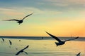 Silhouette seagulls flying over sea