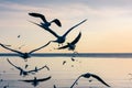 Silhouette seagulls flying over sea