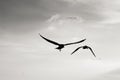 Silhouette seagulls flying over sea