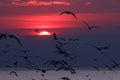 Silhouette seagulls flying in the sunset sky