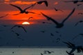 Silhouette seagulls flying in the sunset sky