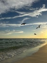Silhouette seagulls over the Gulf of Mexico