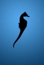 Silhouette of seahorse Royalty Free Stock Photo