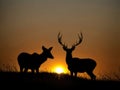 Silhouette Serenity: Antelopes Basking in the Sunset's Embrace