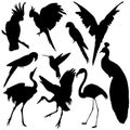2238 silhouette, set of elements, silhouettes of black, exotic birds, isolate on a white background Royalty Free Stock Photo