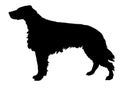 Silhouette of the setter