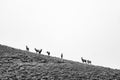 Silhouette of Seven Elk On Empty Ridge