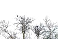 Silhouette of several carrion crows (Corvus) sitting in the treetops on a defoliated tree