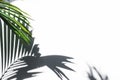 Silhouette shadow of palm leaves on white wall