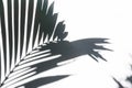 Silhouette shadow of palm leaves on white wall