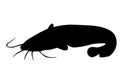 Silhouette of sheatfish isolate Royalty Free Stock Photo