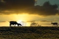 Silhouette of a sheep family on embankment before sunset