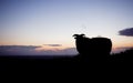 Silhouette of a sheep with horns standing against a colorful evening sky