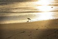 Silhouette of shorebird at the beach with waves and water in the background.