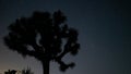 Silhouette shot of a beautiful big tree with spiky leaves under the starry night sky Royalty Free Stock Photo