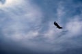 Silhouette shot of a bird flying in the blue sky with white clouds Royalty Free Stock Photo