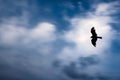 Silhouette shot of a bird flying in the blue sky with white clouds Royalty Free Stock Photo