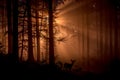 Silhouette shot of a deer in a misty forest with sunrays creates a heavenly effect