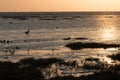 Silhouette shot of goose, grass, and birds on the Wadden sea in spring during sunset