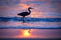 Silhouette shot of a Great Egret bird on the shore of a beach during sunset Royalty Free Stock Photo