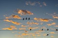 Silhouette shot of a group of birds perched on the powerlines during sunset Royalty Free Stock Photo
