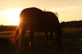 Silhouette shot of a Horse grazing on grassland during sunset Royalty Free Stock Photo