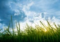 silhouette shot image of Grass and sky in shiny day Royalty Free Stock Photo