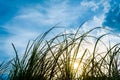 silhouette shot image of Grass and sky in shiny day Royalty Free Stock Photo