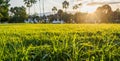 silhouette shot image of Grass and sky in shiny day . Royalty Free Stock Photo