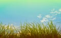 silhouette shot image of Grass and sky in shiny day. Royalty Free Stock Photo